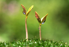 Image of two plants growing in the ground
